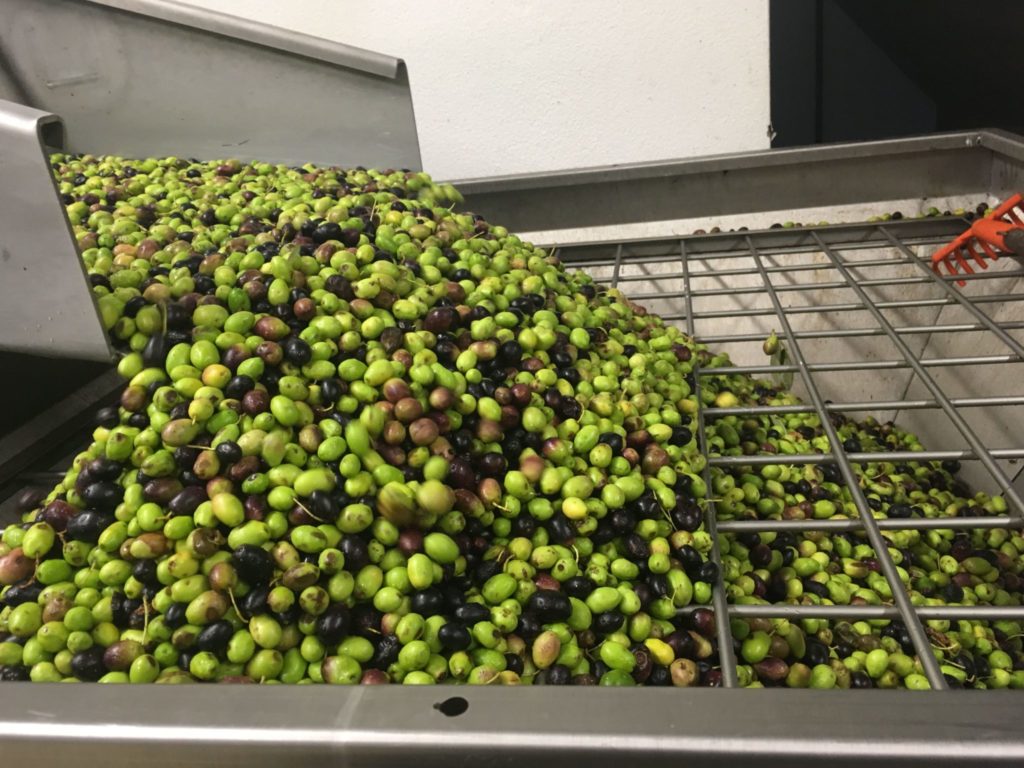 olio evo - olive